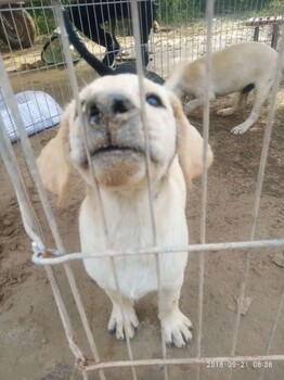 汕头哪里有正规犬舍卖高加索犬的，纯种健康高加索犬多