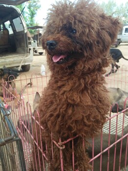 郑州小体聪明可爱的泰迪犬,质量健康有保障