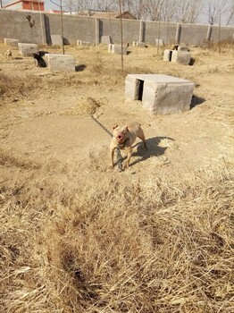 大理哪里卖比特犬,比特犬价格，比特犬多少钱