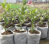 育苗袋使树型完美植株品质大幅提高