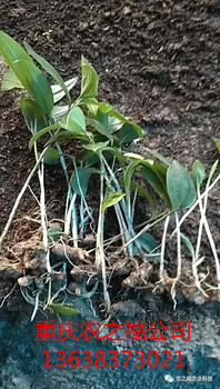 遵義黃精種植基地白芨重樓種苗（重慶農(nóng)之福公司）