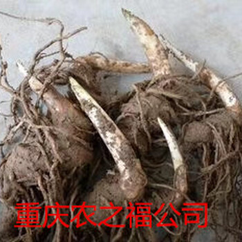 遵義重樓種植基地重樓怎么賣白芨黃精（重慶農(nóng)之福公司）
