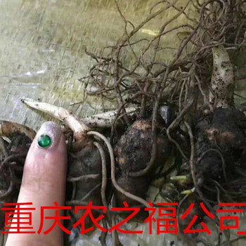 重庆七叶一枝花种苗白芨黄精重庆农之福公司