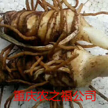 陜西重樓種苗中藥材種植基地重慶農(nóng)之福公司