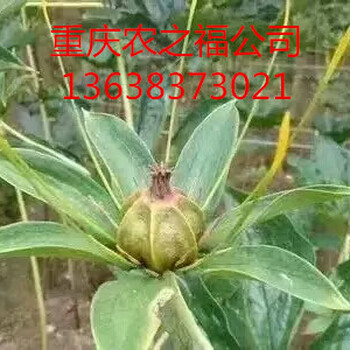 涼山重樓苗重樓種植重樓種子重樓基地萬畝基地重樓價格技術支持