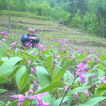 白芨種植的前景投資跟收益（重慶農(nóng)之福中藥材種植基地）