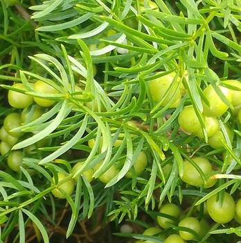 天冬的投資成本、收益—重慶農(nóng)之福中藥材種植基地種植資訊