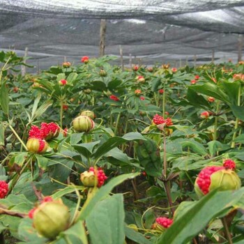 四川凉山大重楼种植基地白芨种植黄精种植