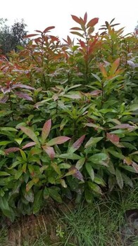批發(fā)木荷小苗一年生木荷小苗價(jià)格