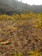 批发一年生无患子小苗、江西无患子基地图片