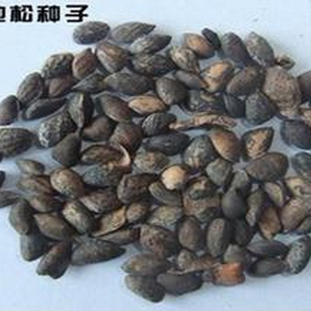 批發(fā)濕地松種子、九江地區(qū)濕地松種子供應(yīng)