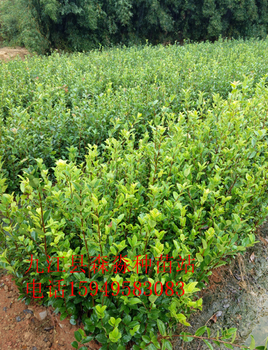 油茶苗、油茶杯苗、油茶容器苗價格