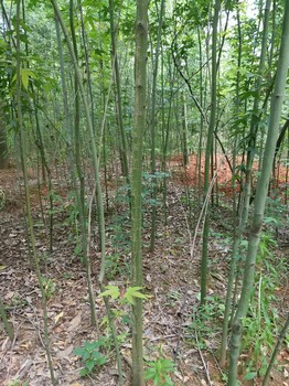 青楓青楓價(jià)格_青楓求購_青楓圖片_3公分、5公分、7公分青楓價(jià)格