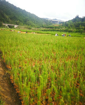 馬尾松樹(shù)苗價(jià)格新馬尾松樹(shù)苗價(jià)格/批發(fā)報(bào)價(jià)_馬尾松樹(shù)小苗