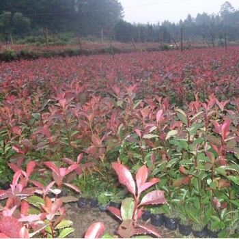 批發(fā)紅葉石楠小苗價(jià)格、紅葉石楠圖片、扦插一年紅葉石楠小苗價(jià)格