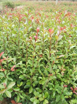 一年生紅葉石楠小苗批發(fā)/紅葉石楠小苗價(jià)格
