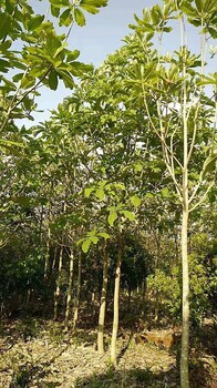 供應(yīng)地徑4公分厚樸/4公分厚樸批發(fā)/厚樸價(jià)格
