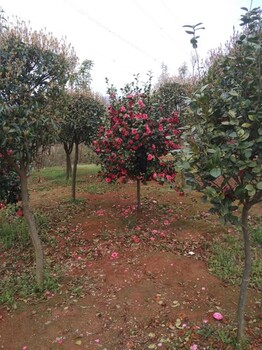 大量供應(yīng)地徑4公分茶花樹(shù)/4公分茶花批發(fā)價(jià)格