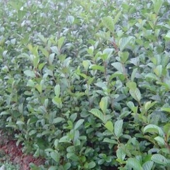 大量供應(yīng)地徑4公分江南榿木/4公分江南榿木批發(fā)價(jià)格