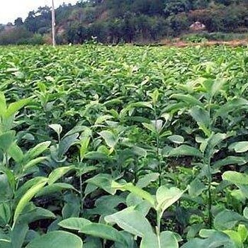 大量供應(yīng)深山含笑小苗/二年生深山含笑小苗批發(fā)價格