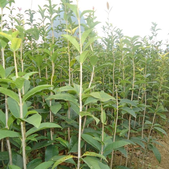 批發(fā)供應30公分高桂花小苗/30公分桂花小苗價格