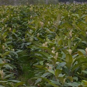 大量出售枇杷小苗/40公分高枇杷小苗批發(fā)價格