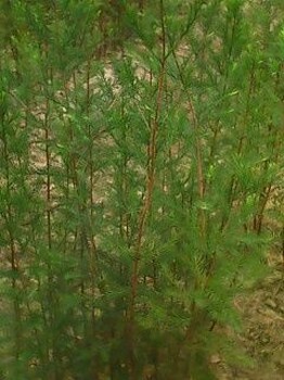 大量供應40公分高池杉小苗/40公分池杉小苗批發(fā)價格