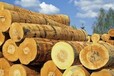 木材进口报关进口清关条件