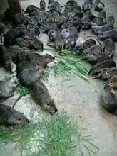 廣東養殖場批量出售養殖海貍鼠圖片