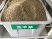 高羊茅种子-最新价格-图片-种植技术-江苏中颖园林