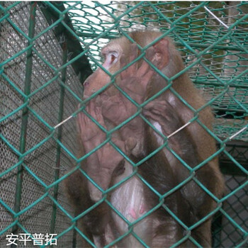 廣西球場圍欄用綠色勾花網(wǎng)煤礦支護(hù)菱形網(wǎng)廠家