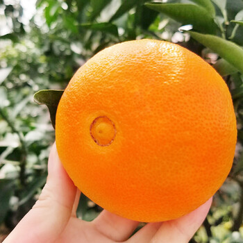 愛媛38號柑桔種植技術(shù)