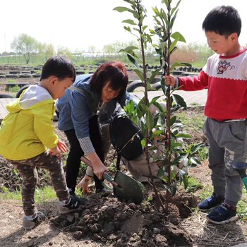 上海学生植树活动户外游戏快乐组织