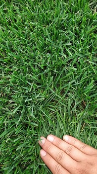 绿化草皮公司小区四季青草坪图片