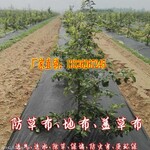 厂家特价直销pp塑料编织土工布pp防草布除草