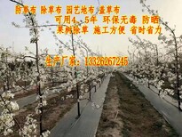 供应园艺地布、遮黑布、防草布、除草布图片2