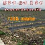 供应园艺地布、遮黑布、防草布、除草布图片4