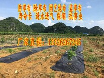 供应园艺地布、遮黑布、防草布、除草布图片3