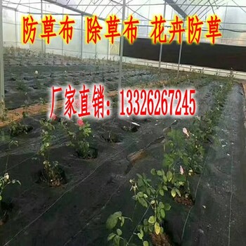 湖南长沙防草布