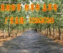 滨州市滨城区供应商防草布股份有限公司欢迎您图片