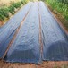 100克防草布在益阳防草布的用途有哪些_园林防草布厂家
