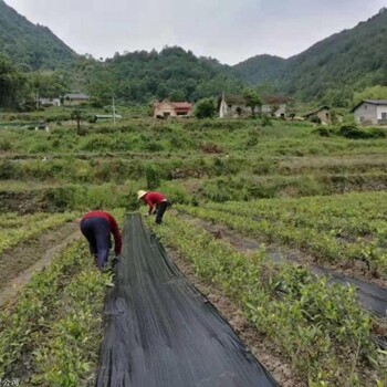 防草布厂家除草布防草布价格