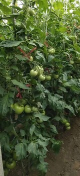 山東青島王師傅四位一體”種植技術(shù)在番茄的效果案例分享