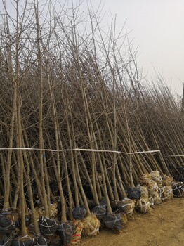 郯城县宝杰苗圃场大量供应银杏树苗