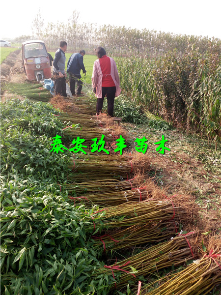 金秋紅樹苗怎么購買