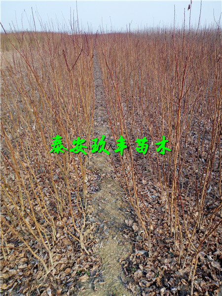金秋紅樹苗零售多少錢