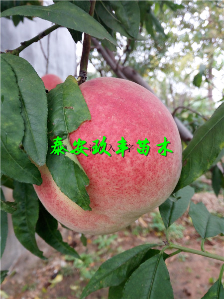 超早紅樹(shù)苗一株多少錢(qián)