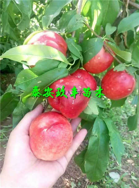 超早紅樹(shù)苗一株多少錢(qián)