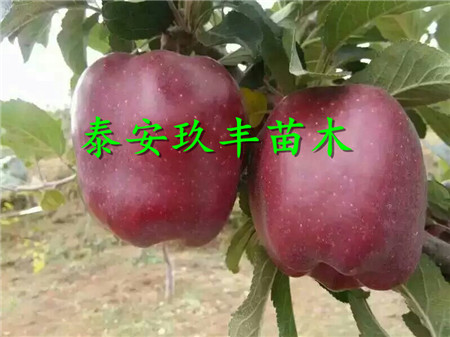 鲁丽苹果苗价格