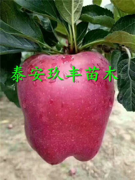 晚熟苹果苗格